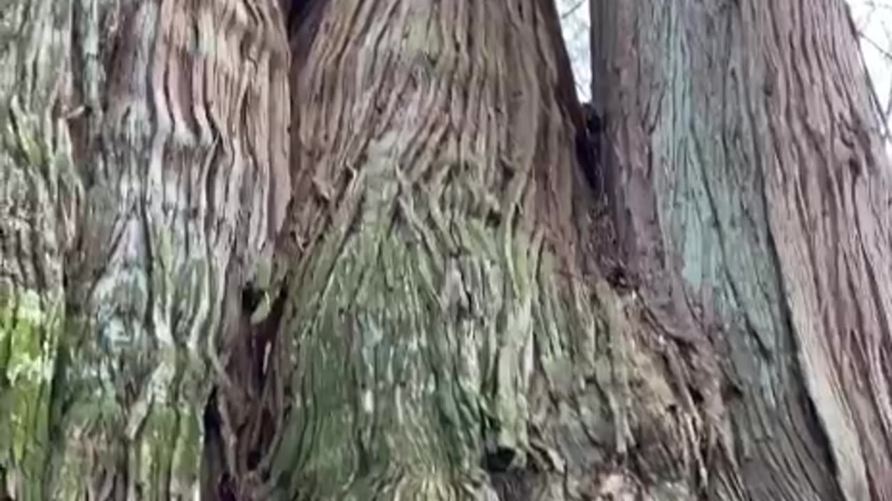 Music from a 1000 year old grandmother red cedar.