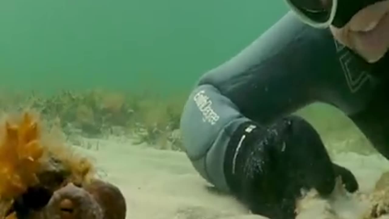 Octopuses Have a Dispute