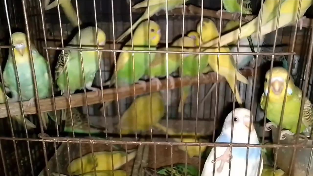 Viral birds video