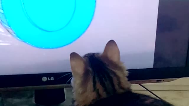 Cat watching cartoon Tom and Jerry