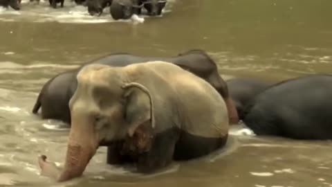 Cute baby elephant playing in the water mud