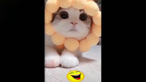 Cute Cats Are Playing ll Cute And Funny Cats Videos ll Part 2