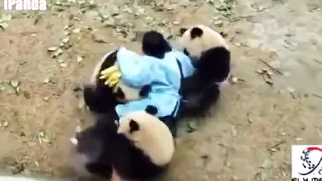 Watch Playful giant Chinese panda can’t let zookeeper go