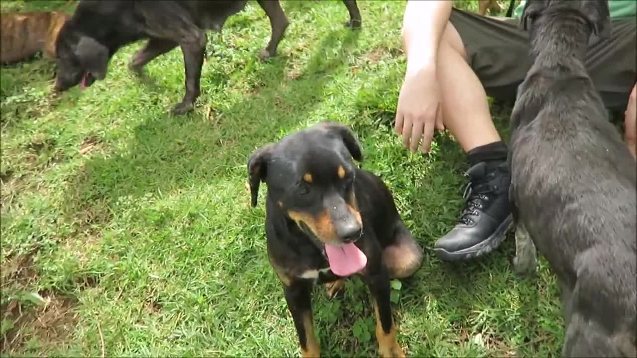 Territorio de Zaguates _Land of The Strays_ Dog Rescue Ranch Sanctuary in Costa Rica