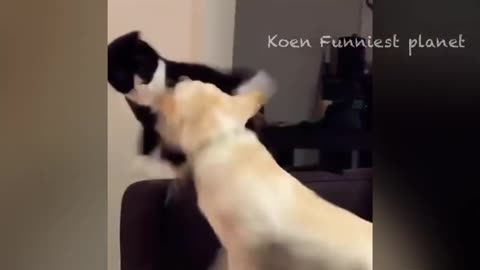 funny videos dog and cats in 2024 | best Animal videos of the week