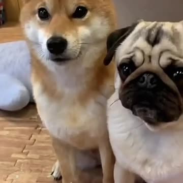 Wrong dog gives a paw. Two sweet dog friends⭐ Funniest dog moments ever