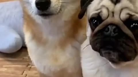 Wrong dog gives a paw. Two sweet dog friends⭐ Funniest dog moments ever