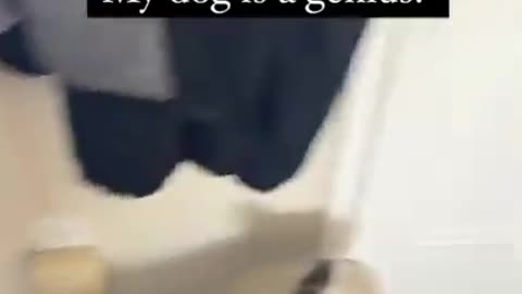 s 🐶_ #funny Dogs #shorts Wait For Last One😂_ #trending #animals