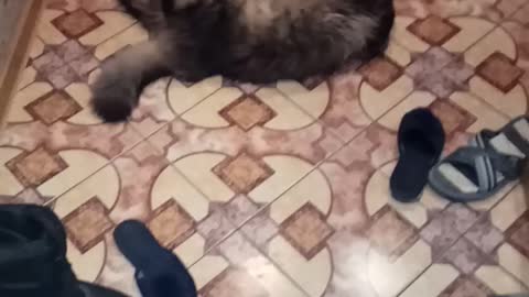 the cat is very happy to meet the owner