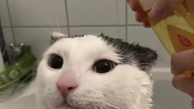 CUTE CAT VIDEO