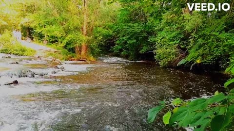 Enchanting Jungle River | Serene Nature's Symphony