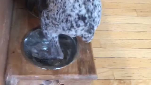 Spotted dog climbs on board to eat food bowl steps in water