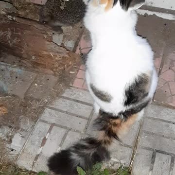 Кошка и ежик