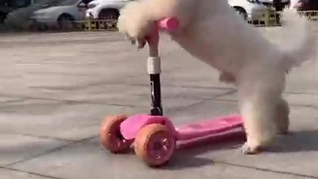 funny amazing dog best dog videos|