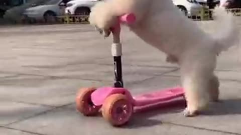 funny amazing dog best dog videos|