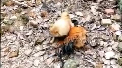 Chicken VS Dog Fight - Funny Dog Fight Videos 01