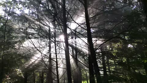 Smoke and sun rays