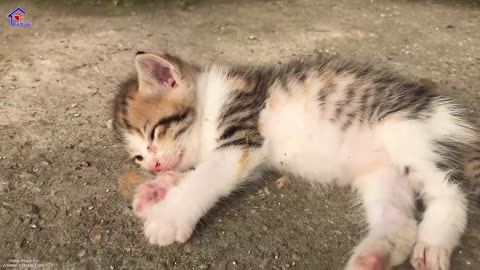 Cutest Baby kitten Learn her first lesson to be a real CAT – Meowing and Running