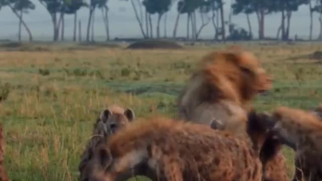 Wild Animals- Lion Attacked by Clan of Hyenas