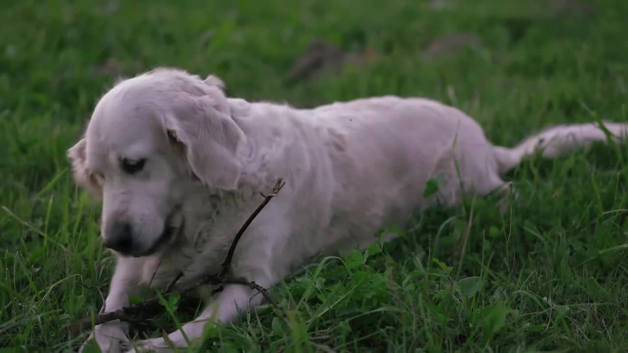 My Cute Dog Now Chewing The Wood Because He Is Hungry..