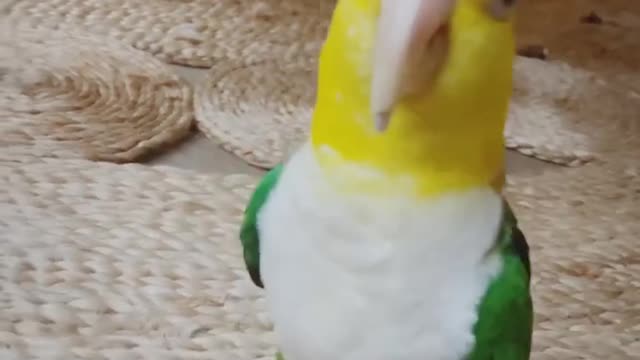 SMART BIRD DANCING SO FUNNY