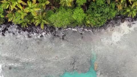 Waves Of The Sea Kissing A Shoreline Of Trees