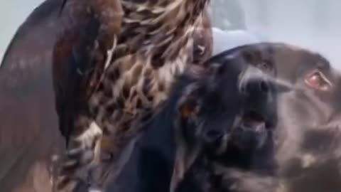 Eagle and Dogs