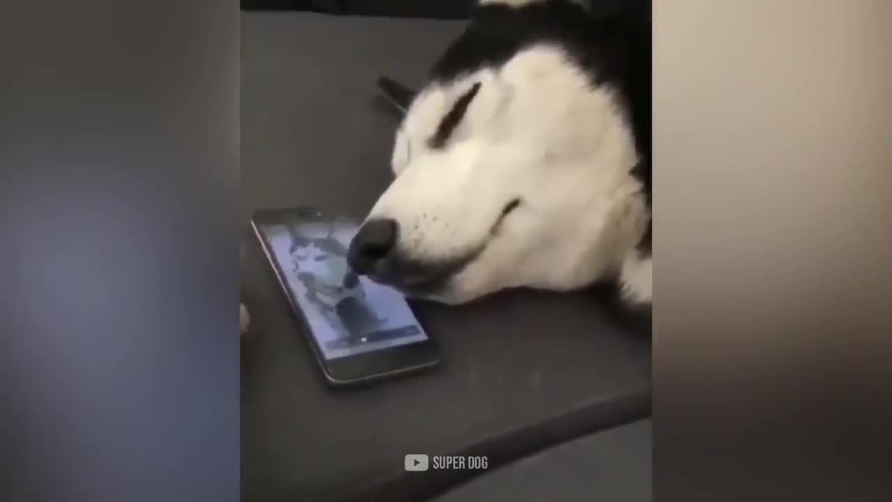 Funny Cat And Dog Reaction | Super Dog