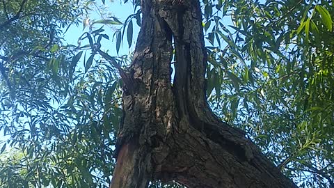 Rock stacking on a branch