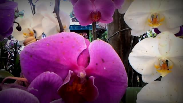 White and Purple moon orchids