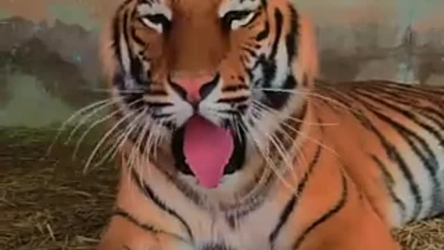 Tiger yawn