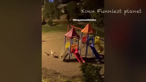 Funny Animals