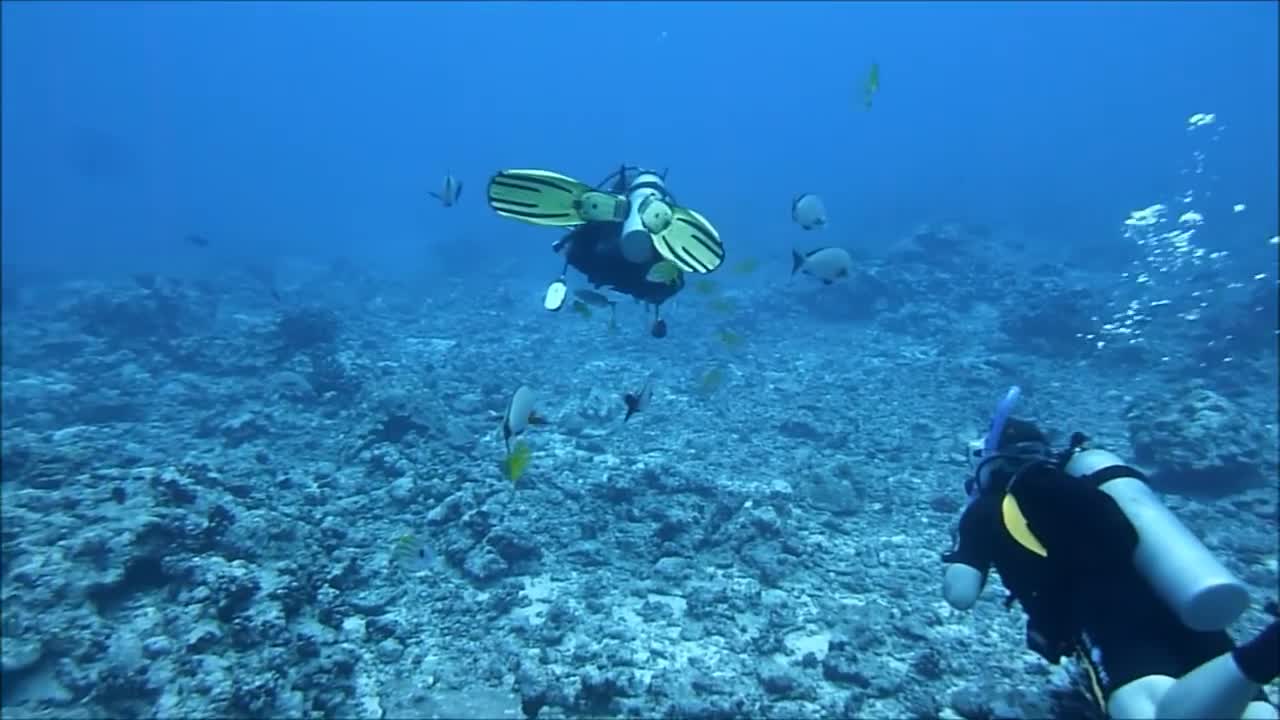 A Surprise Diving Encounter with a Giant Humpback Whale