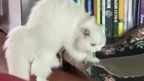 A cat jumping with the sound of a snack