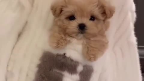 Cute puppy!