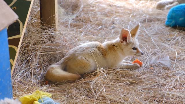 A Young Cub Fox Eating In A Bed Of Hays