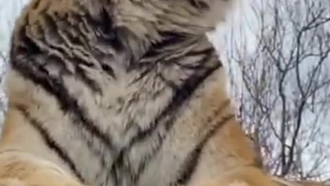 funny animals, funny cats, video of cats, video of funny cats