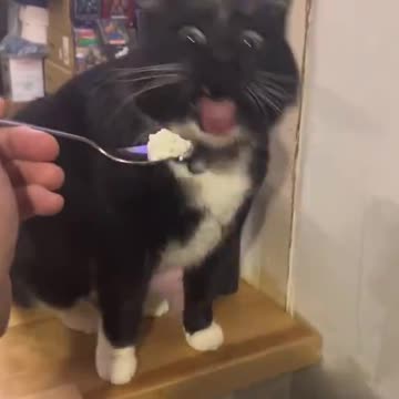 My Funny cat don't wanna eat baby food 🥹🤣