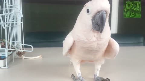 Funny Animals Farting Compilation