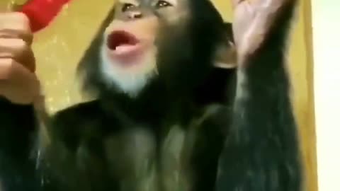 Funny monkey