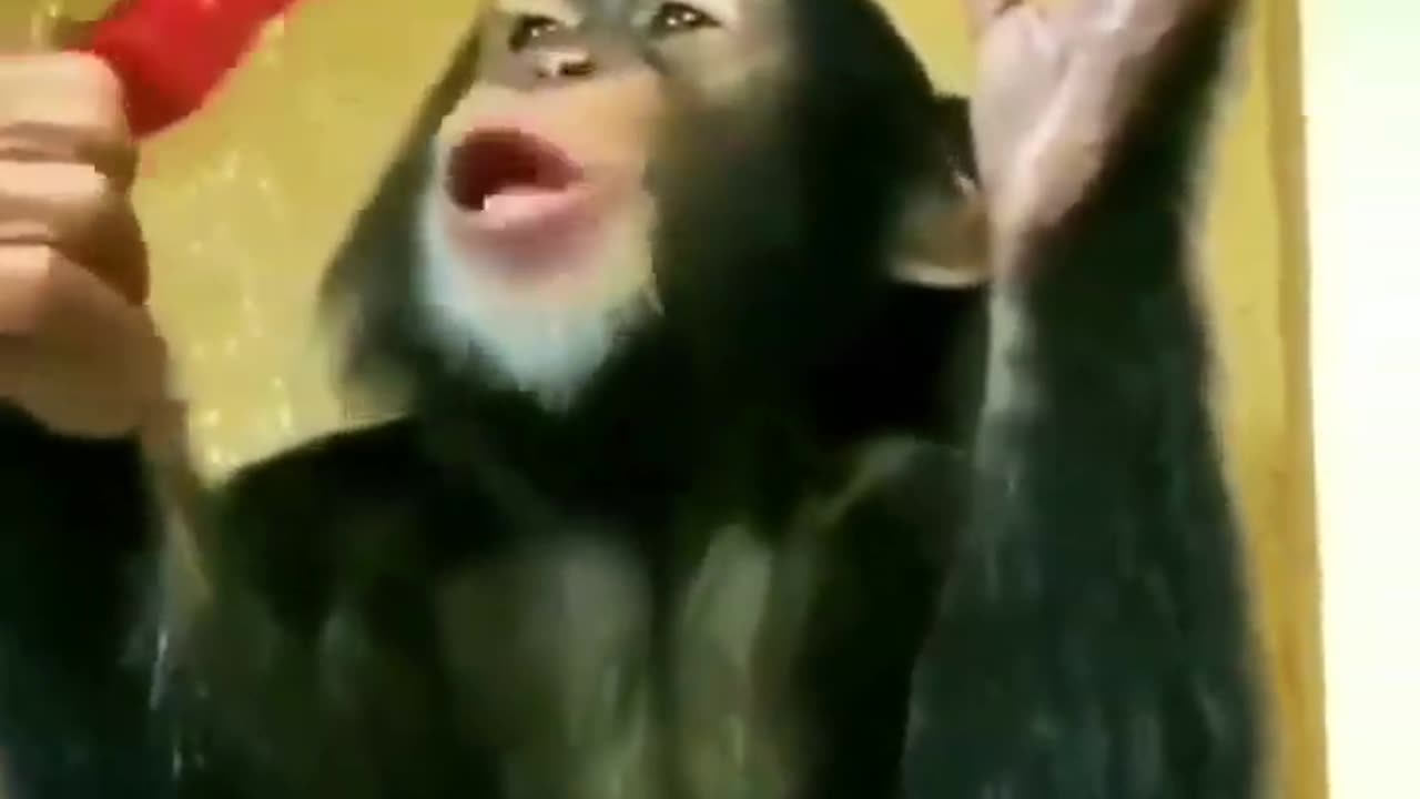 Funny monkey