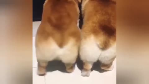 cute pets funny animal video