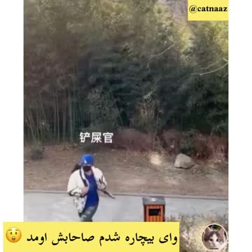 What do cats do when you are not home?