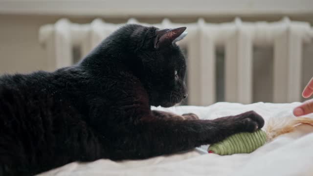 Playing With A Cat On The Bed