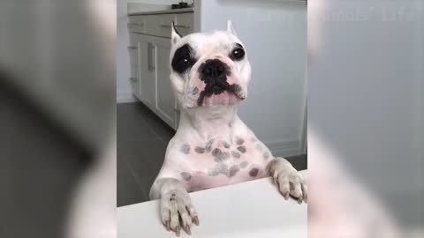 Melhores vídeos,animais mais engraçados !