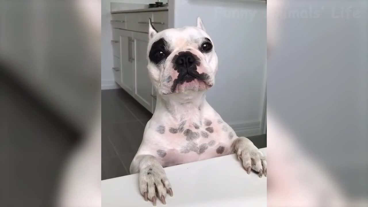 Melhores vídeos,animais mais engraçados !