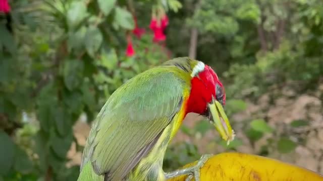 Cute Bird# Red-headed barbet