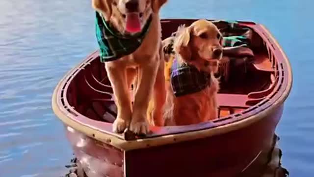 Cute Dogs in Boat Happy Good Vibes