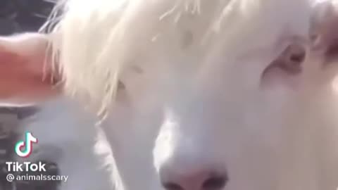 Cool Goat funny short video