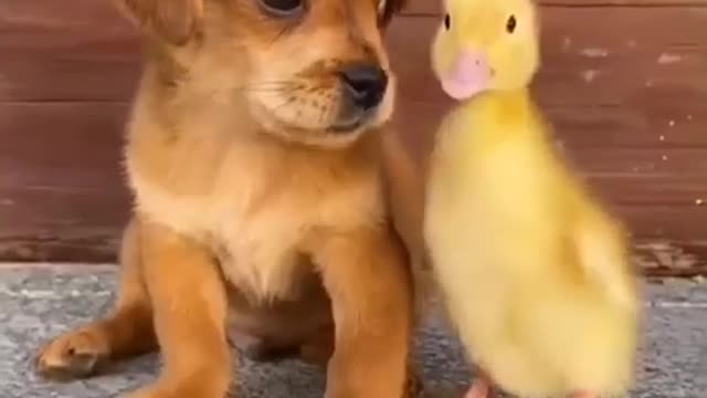 Dog ang cute duck lovely moment 💯❤️👍